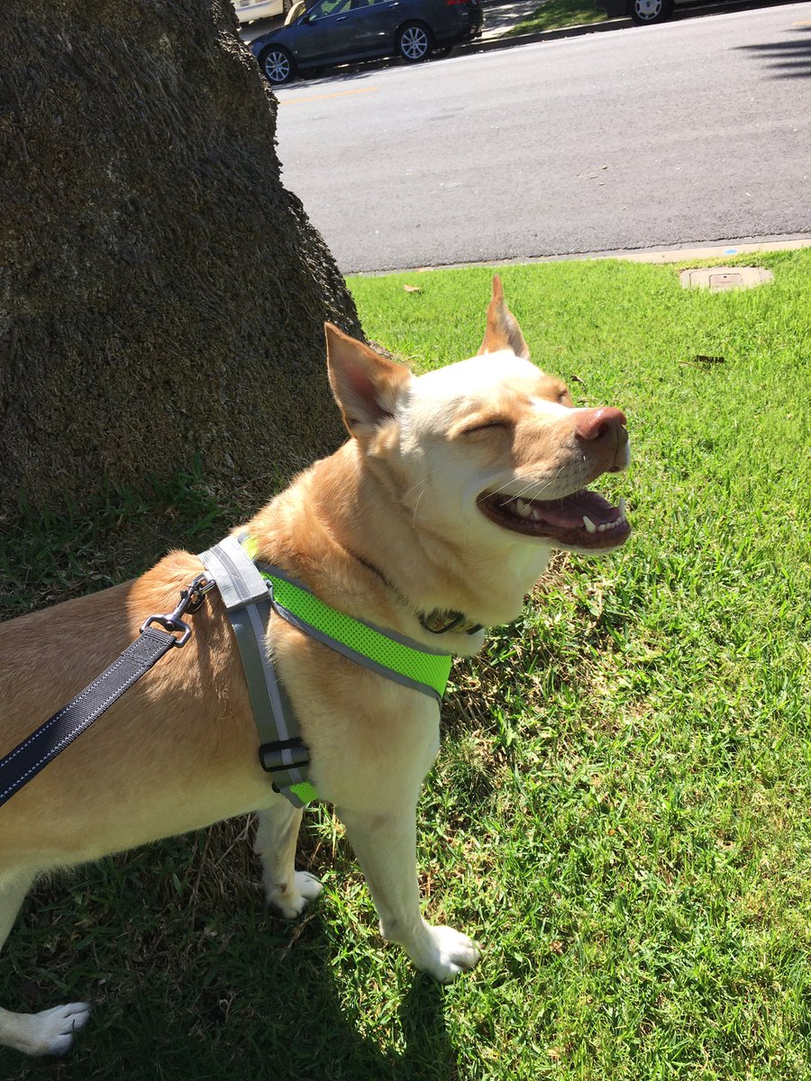 DogBuddyLA tweet media