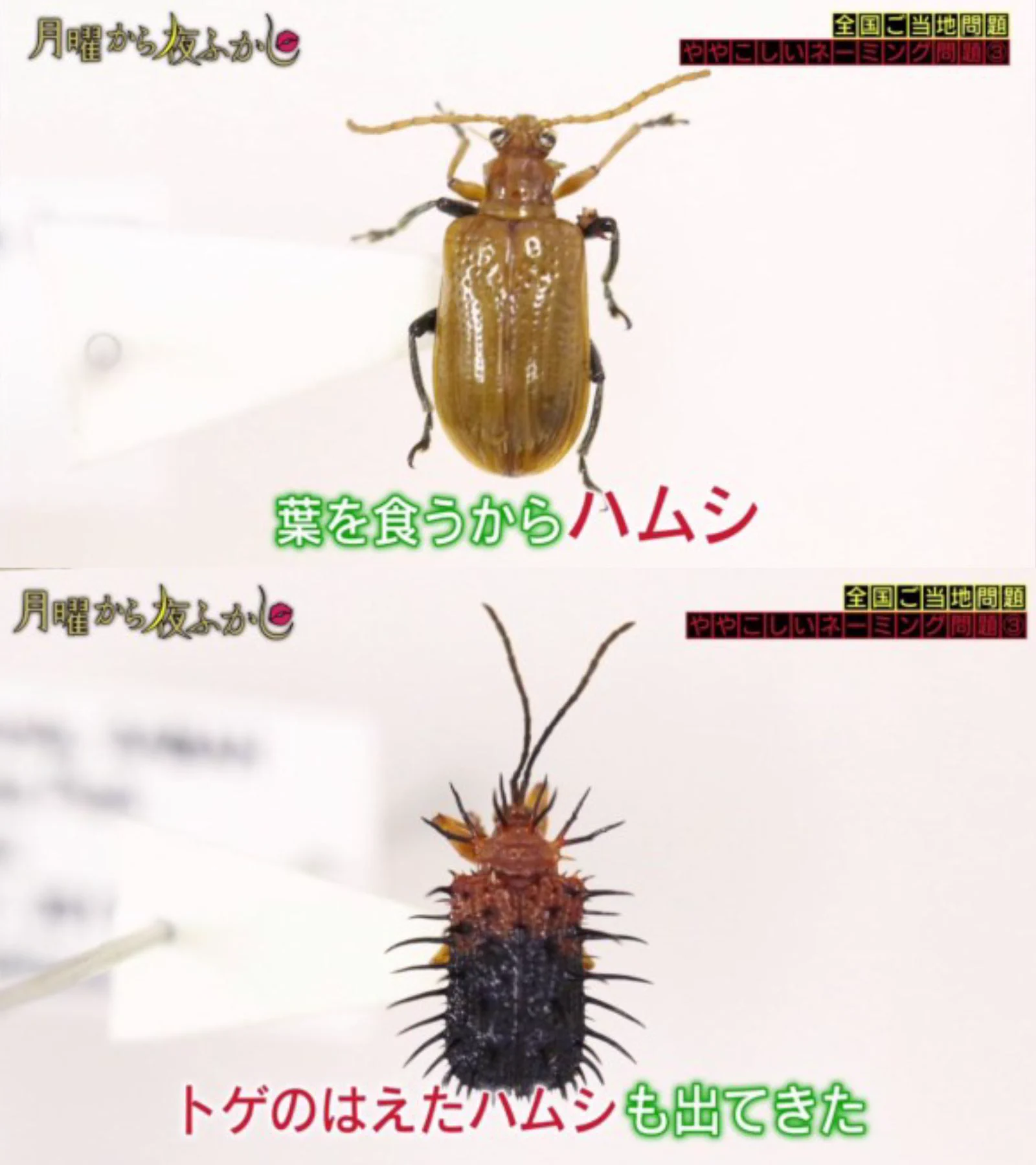 公の場での発言・インタビュー報道記録