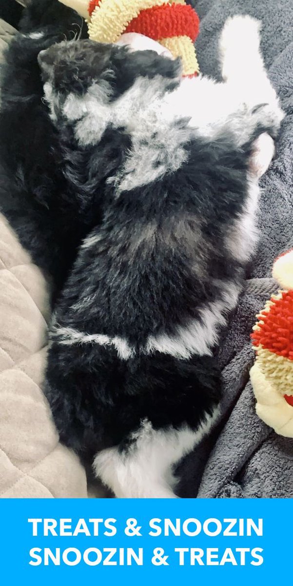 captainlinc's tweet photo. @amazon Chew toys are my fav - followed by treats.  

⚠️Timeout. That’s backwards. Treats THEN chew toys. Then naps. https://t.co/FeqTWJfo7z
