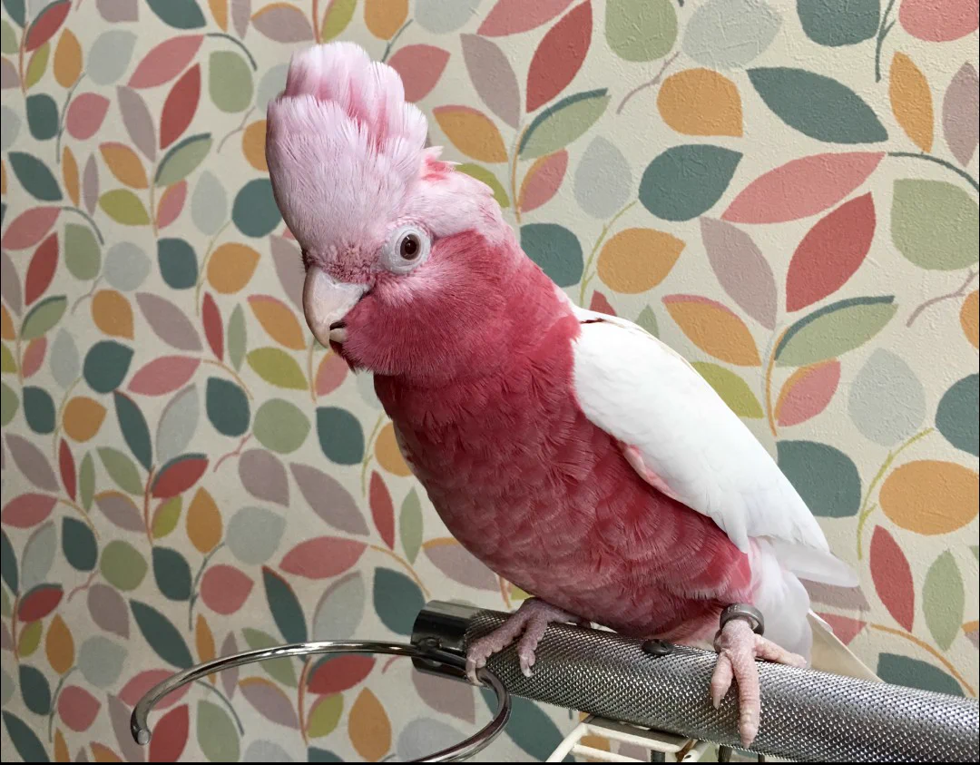 @ichiipsy モモイロインコ…？ 