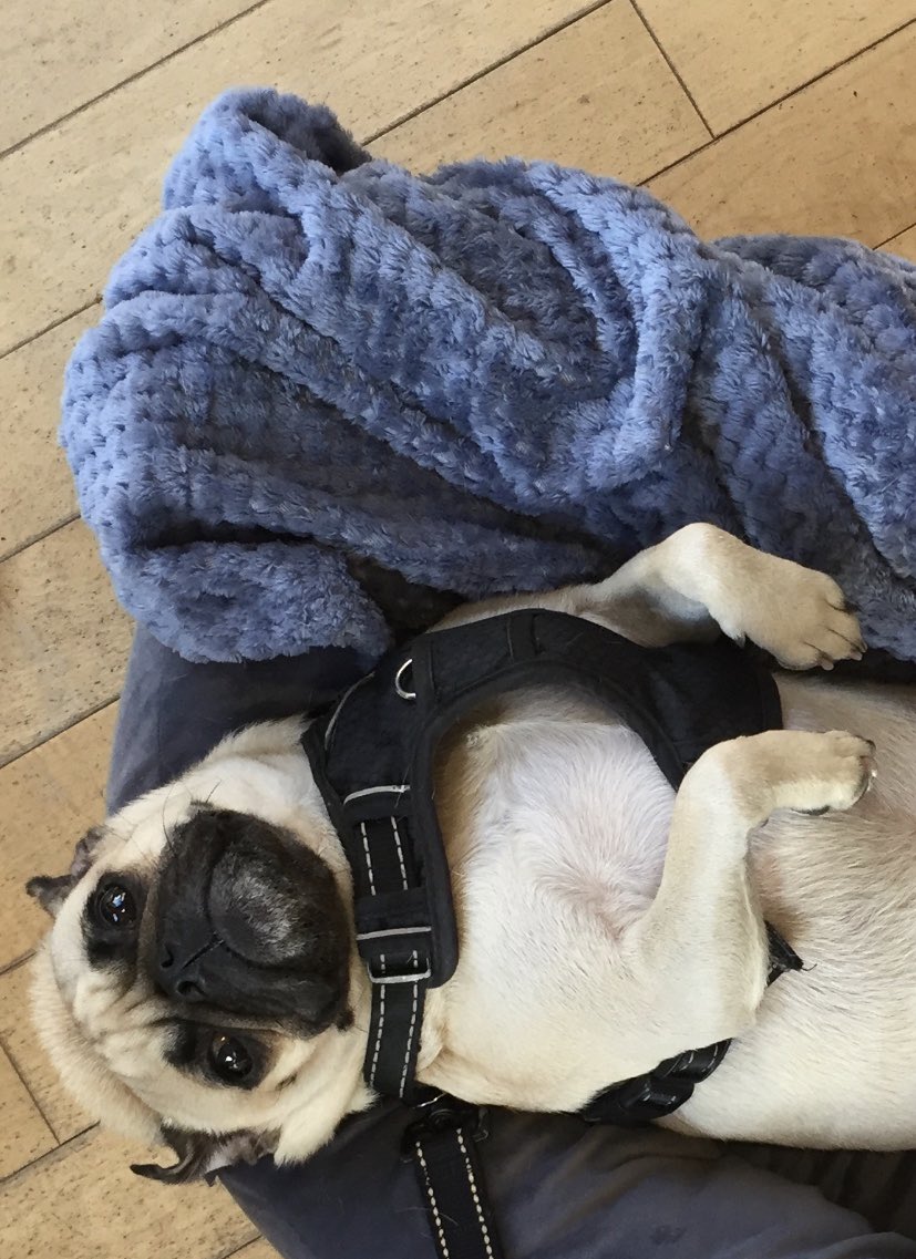 Freerangeboye's tweet photo. did this work? https://t.co/kJykGt4R24