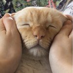 なでられてとろけた顔してる猫がめちゃくちゃかわいい!