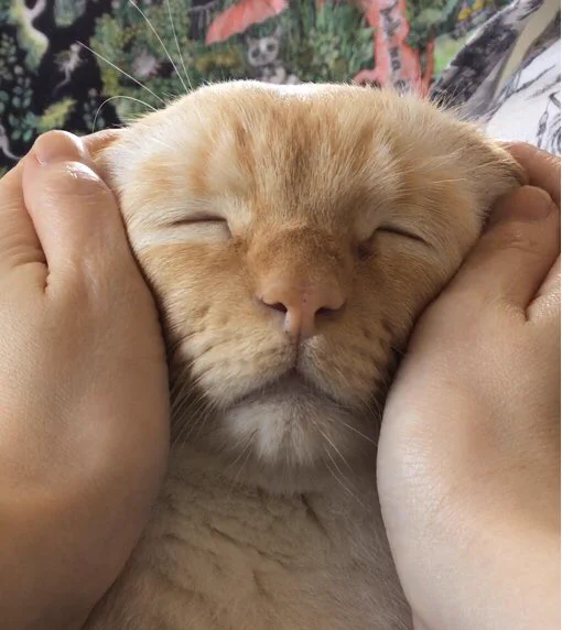 なでられてとろけた顔してる猫がめちゃくちゃかわいい！
