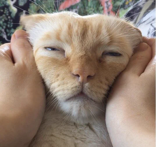 なでられてとろけた顔してる猫がめちゃくちゃかわいい！
