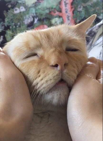 なでられてとろけた顔してる猫がめちゃくちゃかわいい！