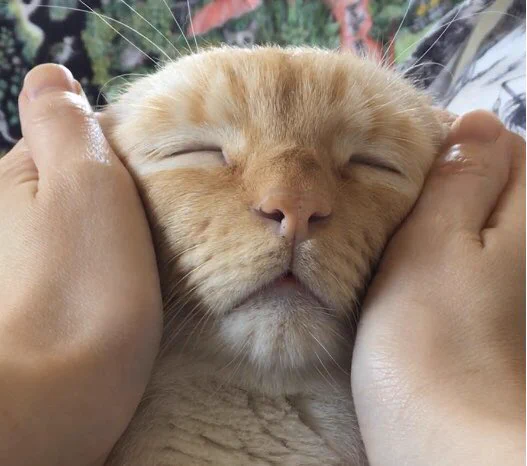 なでられてとろけた顔してる猫がめちゃくちゃかわいい！