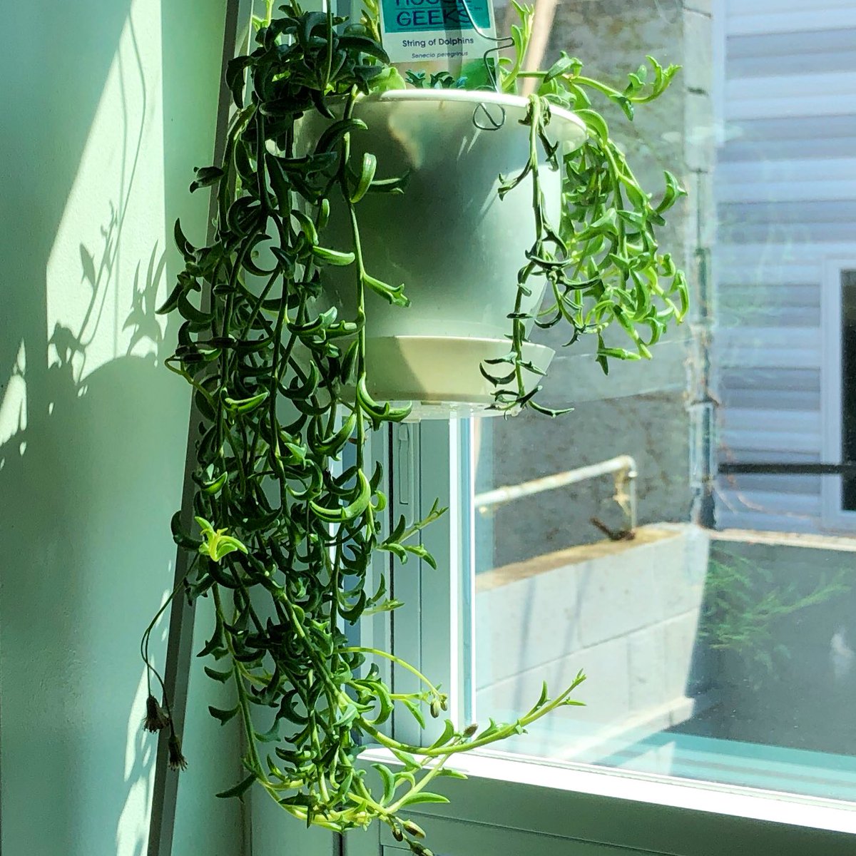 Went on a walk at lunch to pick up some new plant babies—a rex begonia and a string of dolphins—and felt so good about being in the sunshine, stewarding new life.