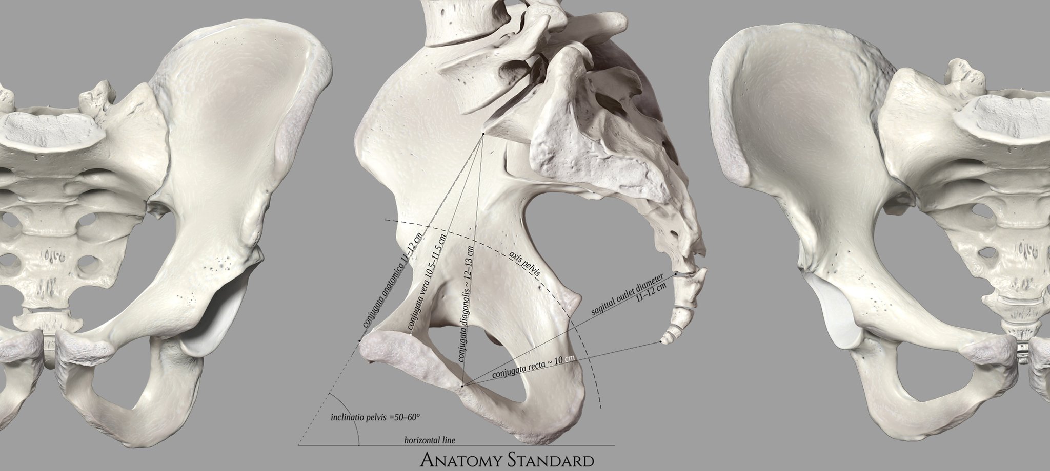 Anatomy Standard on Twitter: "Another beautiful page was added to our