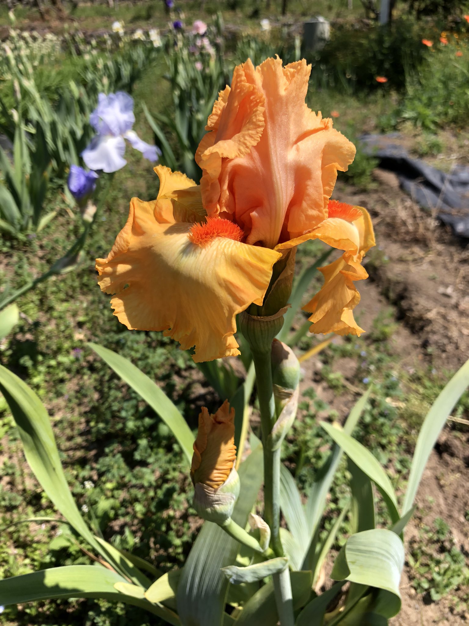 とびかずら ジャーマンアイリス 今年初めてこの色の花が咲きました ジャーマンアイリス T Co Bhoznjmgb5 Twitter
