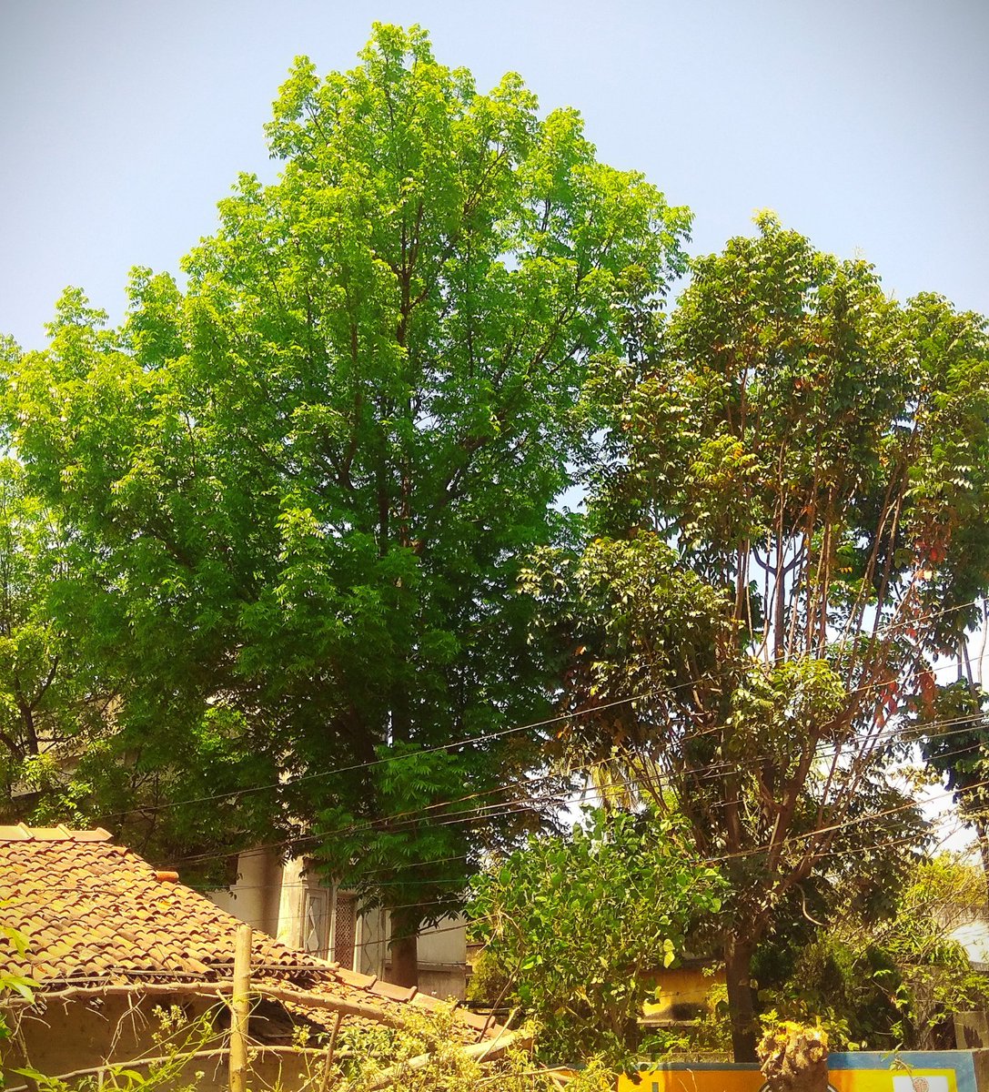 It's spring season when many trees renew themselves, and this pollution-free environment is helping them breathe much better than times when they become covered with dust. Love them, protect them, for they protect us and our planet. 😇🤗 #RescueYourMom 🌍