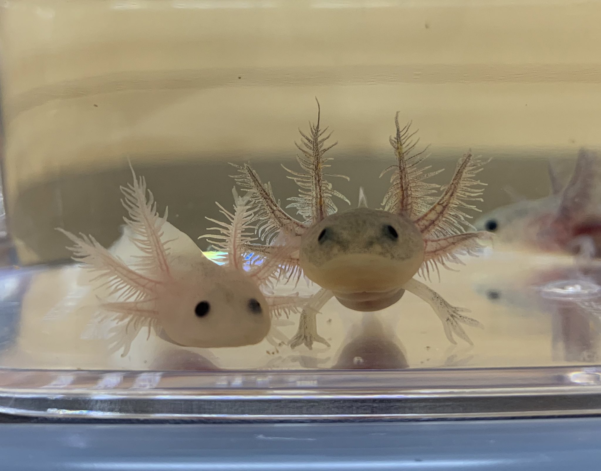 るうこ まだエビしか食べない ウーパールーパー T Co 84zgkzzjey Twitter