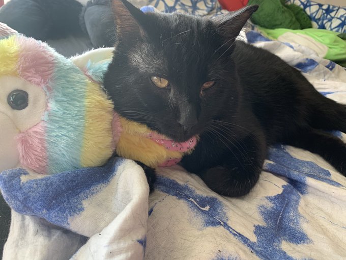 Check out Bronson B. Bronson. #cute #CuteCat https://t.co/X9Kl2qufch<a href="/tag/cute"class="tags">#cute</a><a href="/tag/cutecat"class="tags">#CuteCat</a>