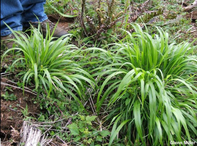 rubylupineM's tweet image. Make sure you aren’t planting the next false brome. Planting invasive species can be harmful and sometimes illegal. Be aware of what you’re planting! #OSUSCIENCE #OSUBI213 #OSUIB