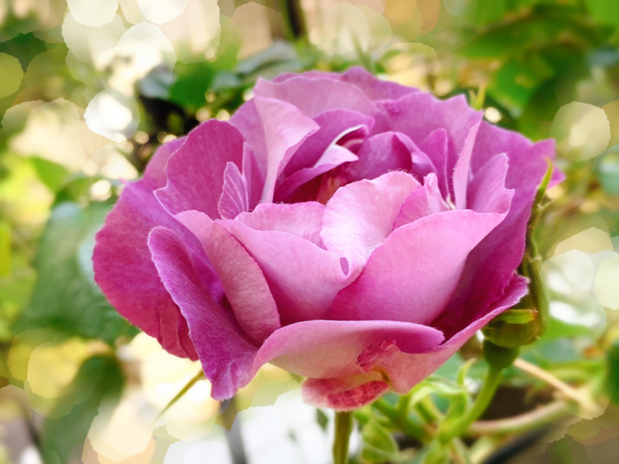 おくり ブルーフォーユー開花 咲き始めは少し赤みがかった紫色 開くと金色の花芯が覗く 病気にも強く樹勢も中々 半日陰でもよく咲くお利口な子 個人的にはブルイングした後の淡い藤色が好き 薔薇 バラ ばら ブルー