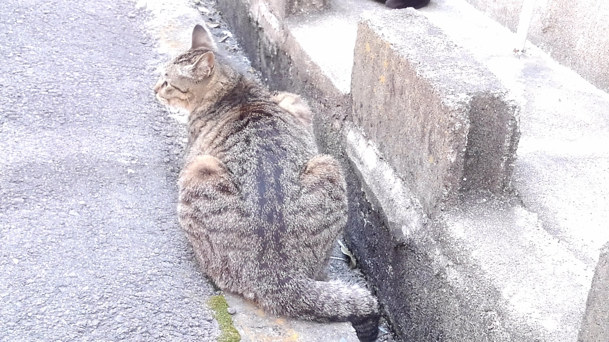 O Xrhsths 周年の中川翔子 Sto Twitter ヤクルトンマーイ Twitter