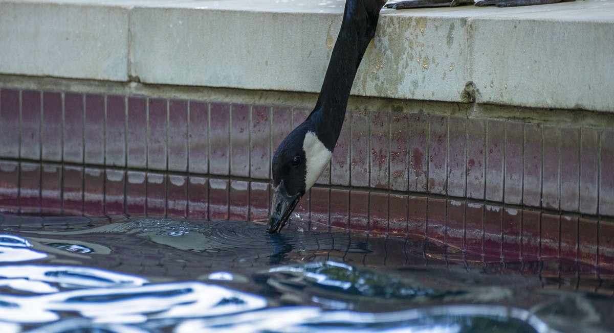 MSUTexas's tweet photo. The geese have officially taken over the Bolin Fountain. ⛲ https://t.co/Q7aoOfIRgh