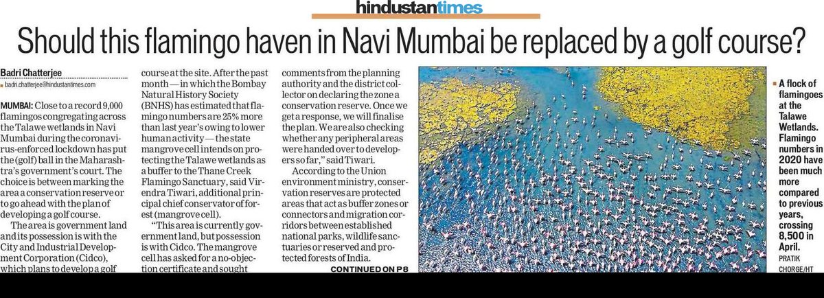 ChatterjeeBadri's tweet photo. After record #flamingo numbers, #Maharashtra mangrove cell has asked for a NOC &amp; sought comments from @CIDCO_Ltd &amp; the district collector on declaring Talawe wetlands (TSC, NRI, Seawoods) in #NaviMumbai a Conservation Reserve. Photos by: @pratikchorge00, @sunnyagro https://t.co/XBM0n2fYlK