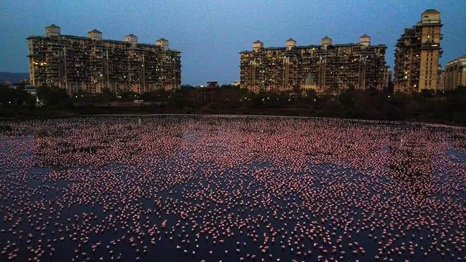 ChatterjeeBadri's tweet photo. After record #flamingo numbers, #Maharashtra mangrove cell has asked for a NOC &amp; sought comments from @CIDCO_Ltd &amp; the district collector on declaring Talawe wetlands (TSC, NRI, Seawoods) in #NaviMumbai a Conservation Reserve. Photos by: @pratikchorge00, @sunnyagro https://t.co/XBM0n2fYlK