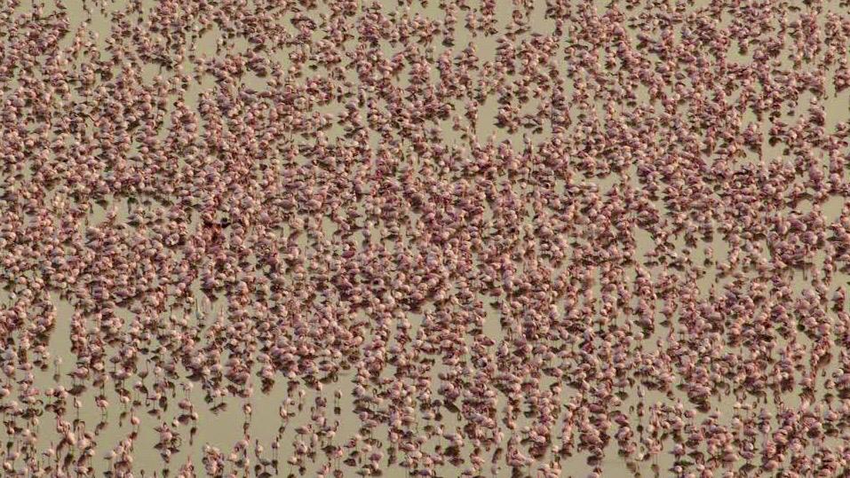ChatterjeeBadri's tweet photo. After record #flamingo numbers, #Maharashtra mangrove cell has asked for a NOC &amp; sought comments from @CIDCO_Ltd &amp; the district collector on declaring Talawe wetlands (TSC, NRI, Seawoods) in #NaviMumbai a Conservation Reserve. Photos by: @pratikchorge00, @sunnyagro https://t.co/XBM0n2fYlK