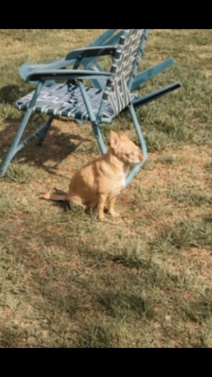 MorganJeanne_'s tweet photo. This is Goose she waits for the squirrel like this https://t.co/P4HONcb4u9