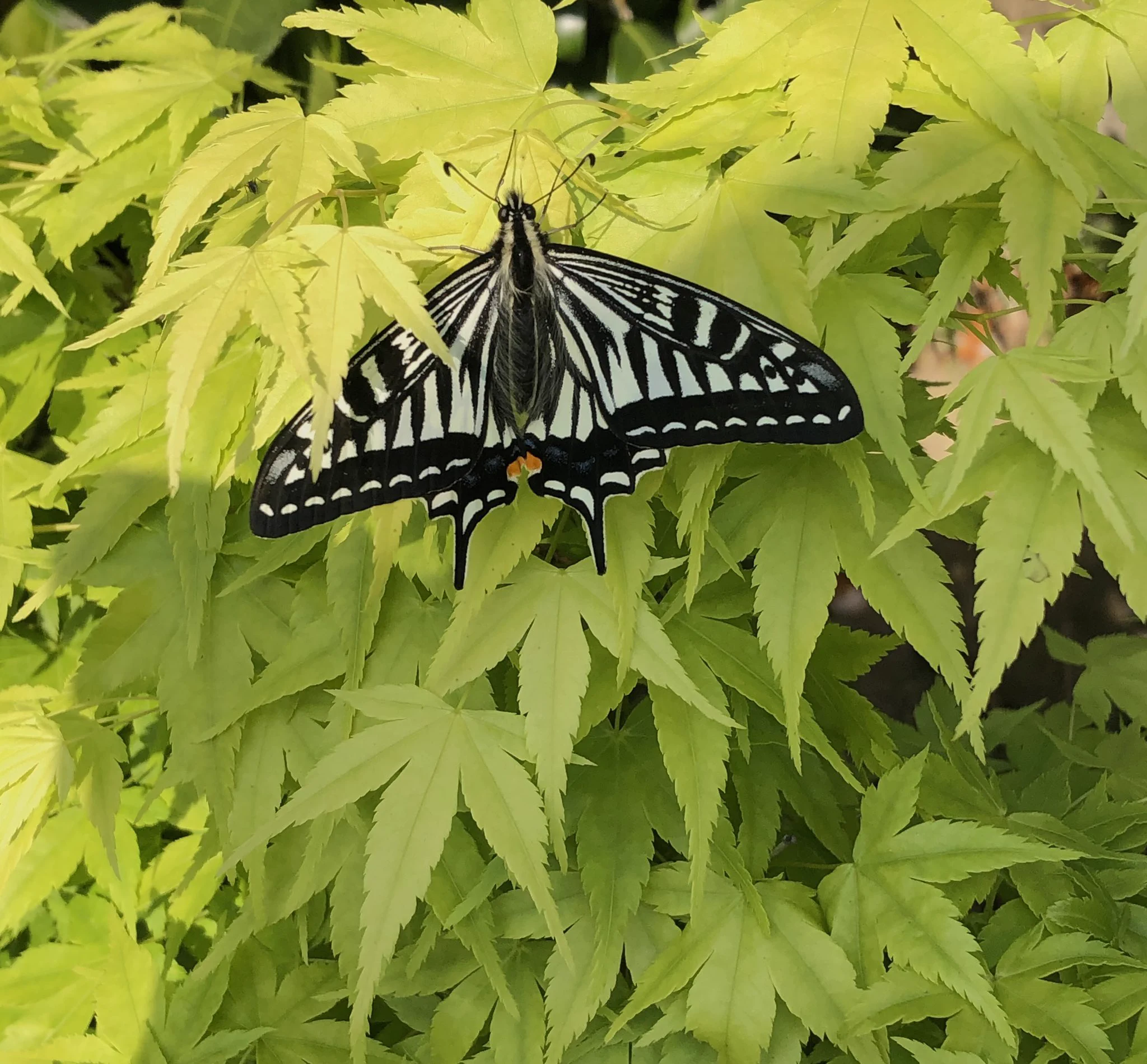 @15424578268 庭に舞い降りた自然美
papillon  butterfly 蝶々
アベノマスク
ビキニマスク👙
Wow 📍
小池百合子の
オムツマスク^ ^?
パンパースマスク? 