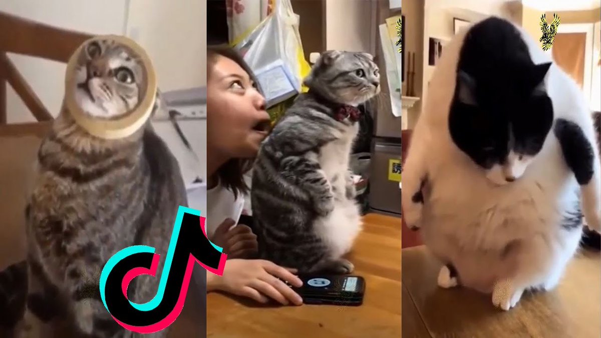 MeowMoeDotCom's tweet photo. #Cats Being #Cats #Tiktok Compilation ...
#Cats #Cat #Kittens #Kitten #Kitty #Pets #Pet #Meow #Moe #CuteCats #CuteCat #CuteKittens #CuteKitten #MeowMoe
#CatBeing #CatMemesCompilationVideos #CATTIKTOK #CatTiktokFunny #CatTiktoks
https://t.co/e8hXpkz5kC
. https://t.co/KASskvo2ML