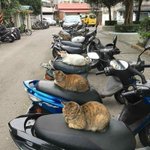 バイクで遊びに行けないようにシートに猫を召喚した発想がすごい