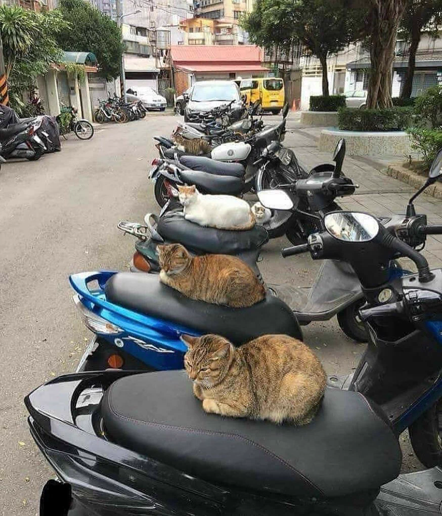 バイクで遊びに行けないようにシートに猫を召喚した発想がすごい