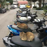 バイクで遊びに行けないようにシートに猫を召喚した発想がすごい