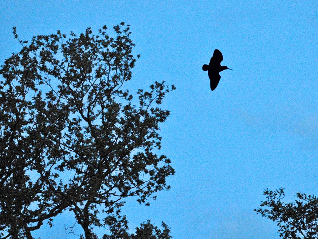 woodcockwatch's tweet photo. During #lockdown I'm unable to get and do my usual #spring #fieldwork. 

Go on, make me jealous. Is anyone out there able to see or hear #roding #woodcock from their #garden? Are you seeing much activity yet this year? https://t.co/UwGf04zkJb