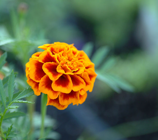 希望の花言葉 A Twitter マリーゴールド 鮮やかなオレンジや黄色の花を咲かせる花 花の名前の由来は聖母マリアの祭日と呼ばれる日にマリーゴールドが花を咲かせていたことに由来するといわれています 花言葉は 生きる