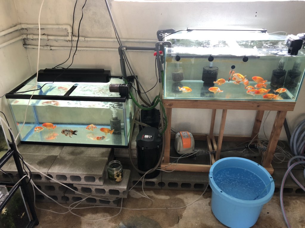 金魚好き Tgeagmdv0dyfzia Twitter