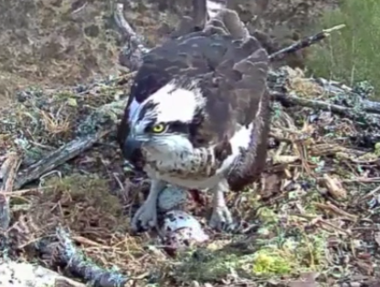 geemeff's tweet photo. #Eggs #Eggs #Eggs! #ThirdEgg has arrived! #Aila the #LochArkaigOsprey has laid the third egg today at 10.29.49.
https://t.co/S02Bd6LIyk
@WoodlandTrust #OspreyCam #StreamingLive 24/7, funded by @PostcodeLottery, wifi by @Locheilnet. https://t.co/SXXAOG85bx