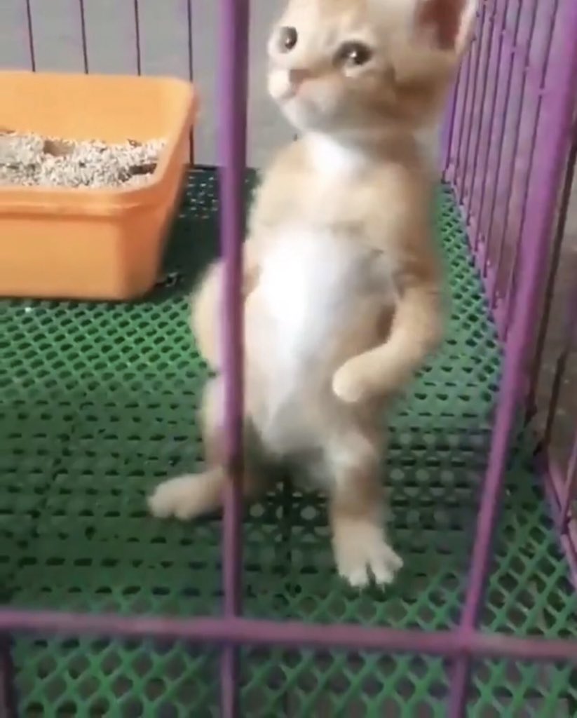 icedhoseok's tweet photo. yoongi said https://t.co/wCxES4u8dI