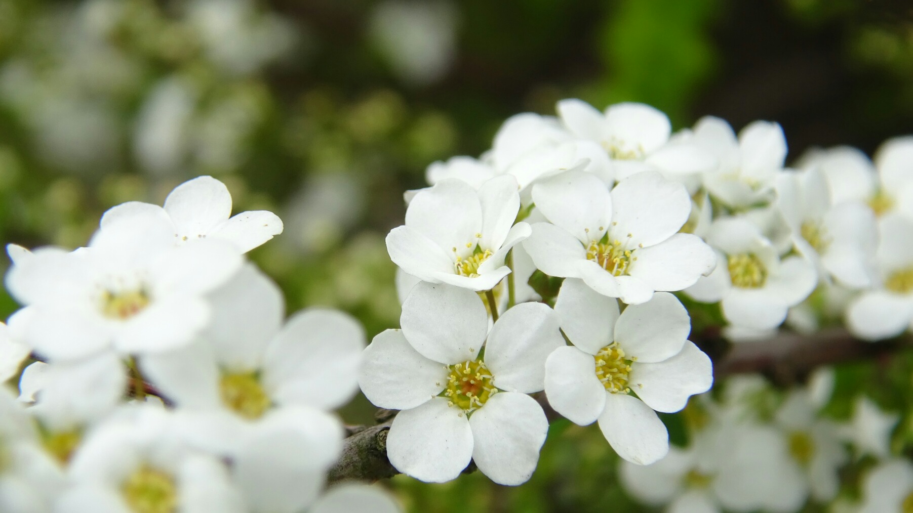 ばたみaya Rm3 Indigo ᴿᴹ 誕生花 Birth Flower パク ジミン 10月13日 ユキヤナギ 雪柳 花ことば 愛らしさ 端正な愛 Bts Btsfunart Jimin 박지민 ジミン Batamiart Bts Twt T Co Hfwqexwqul Twitter