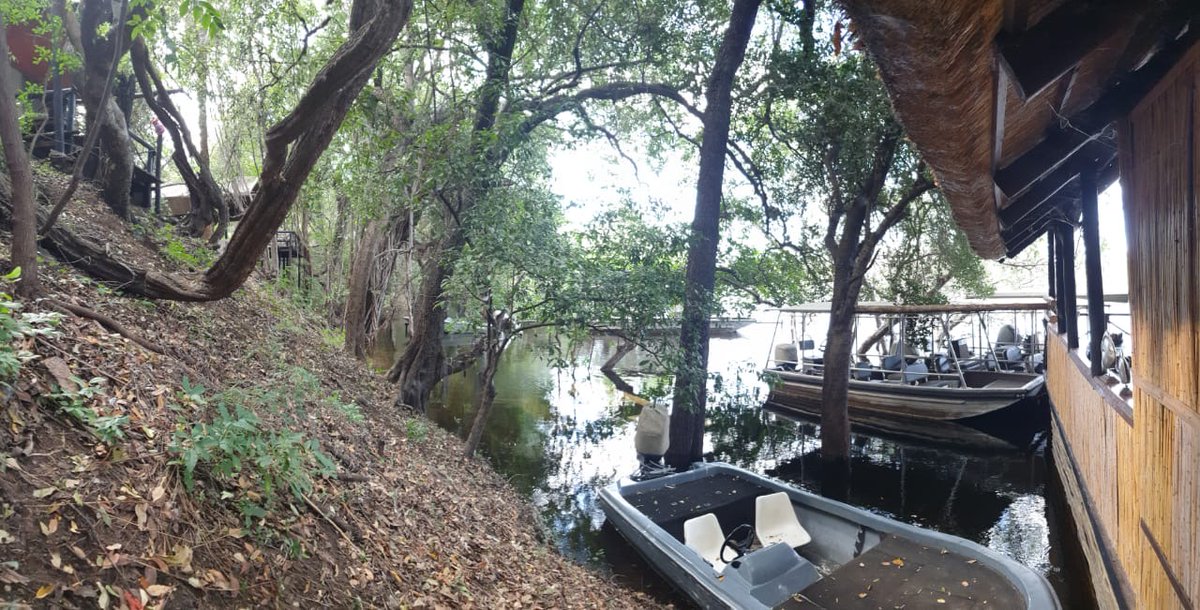 ZQCollection's tweet photo. Flood update: check out the latest scenes from our Ichingo Chobe River Lodge. #namibia #botswana #flood
#choberiver  #zambeziqueencollection https://t.co/ZUhVn55tUk