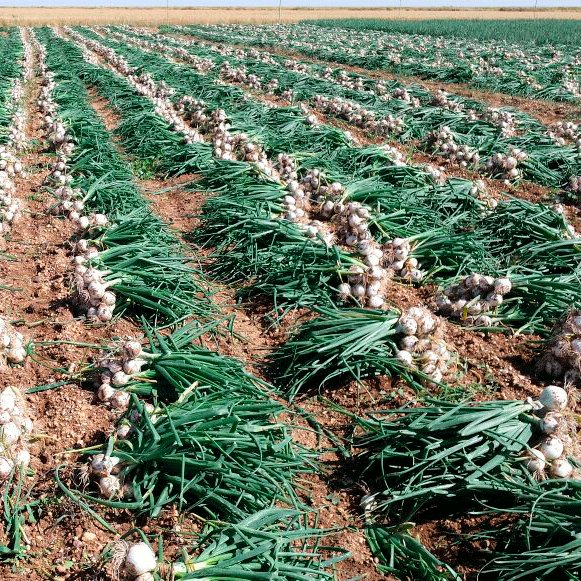BejoEspana's tweet photo. ¿Cuáles son las ventajas de producir con microbulbos?
https://t.co/bE5dAYfo3S

#MicrobulbosBejo
#EstePaisLoAlimentamosUnidos https://t.co/a3zGrCkyxe