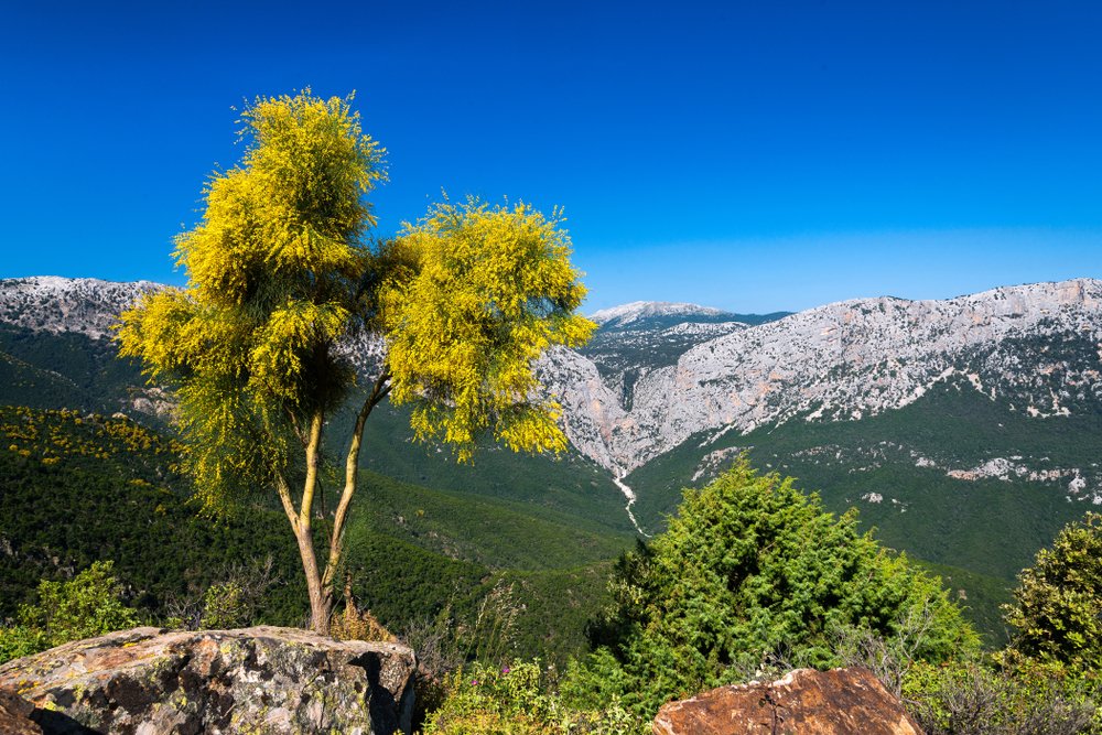 EvolutionTravel's tweet photo. Lo sapevi che in #Sardegna c'e' il #canyon più grande d'#Europa?
Parliamo della gola di #Gorropu, un bellissimo e suggestivo #canyon naturale di origine carsica.
🌿 Un luogo ideale per gli amanti del #trekking e della #natura.
#viaggi #viaggiare #italia https://t.co/ahDE87Ltp3