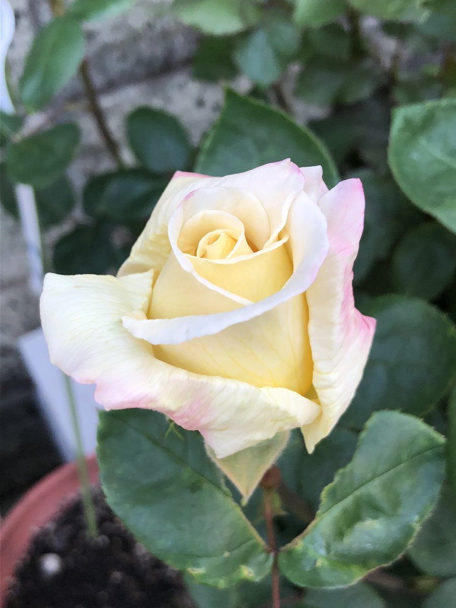 りい 薔薇のバーナビー タイバニ好きなので名前でお迎えした薔薇ですが バーナビーなんだから赤色の薔薇だったら良かったのにとか昔は思ってました 高貴な白に柔らかいクリーム色 そして端を彩るピンク色がセクシーで この薔薇はやはりバーナビーの名に りい 薔薇のバーナビー タイバニ好きなので名前でお迎えした薔薇ですが バーナビーなんだから赤色の薔薇だったら良かったのにとか昔は思ってました 高貴な白に柔らかいクリーム色 そして端を彩るピンク色がセクシーで この薔薇はやはりバーナビーの名に