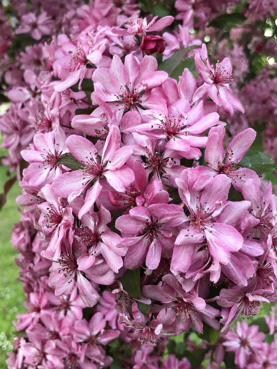 Can't believe we're on #Day37 of our daily posts since lockdown.  Today's offering is blossom in all its beauty! 
Celebrate Hanami (Japanese flower viewing) and connect with nature to lift your spirits.
Follow us on Facebook (@varagardendesign) to get a daily fix!