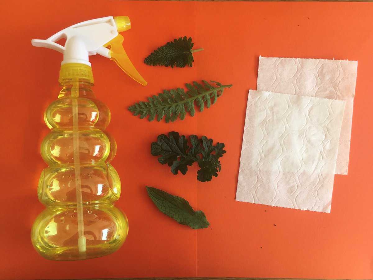 CultureShrop's tweet photo. Shrewsbury Museum &amp; Art Gallery have a range of family activities on offer, linking to the national curriculum. One of this weeks activities is making leaf prints based on the museum collections...check it out..🍀🌲🍃 
https://t.co/FrnALUQFGp
#CCSfromhome
#CCSConnect https://t.co/7pJ3sLRZvN