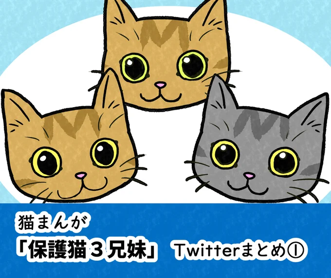猫マンガ「保護猫3兄妹」Twitterまとめ① #漫画 #オリジナル #エッセイ #実録 #ペット #猫 #ネコ #猫マンガ  