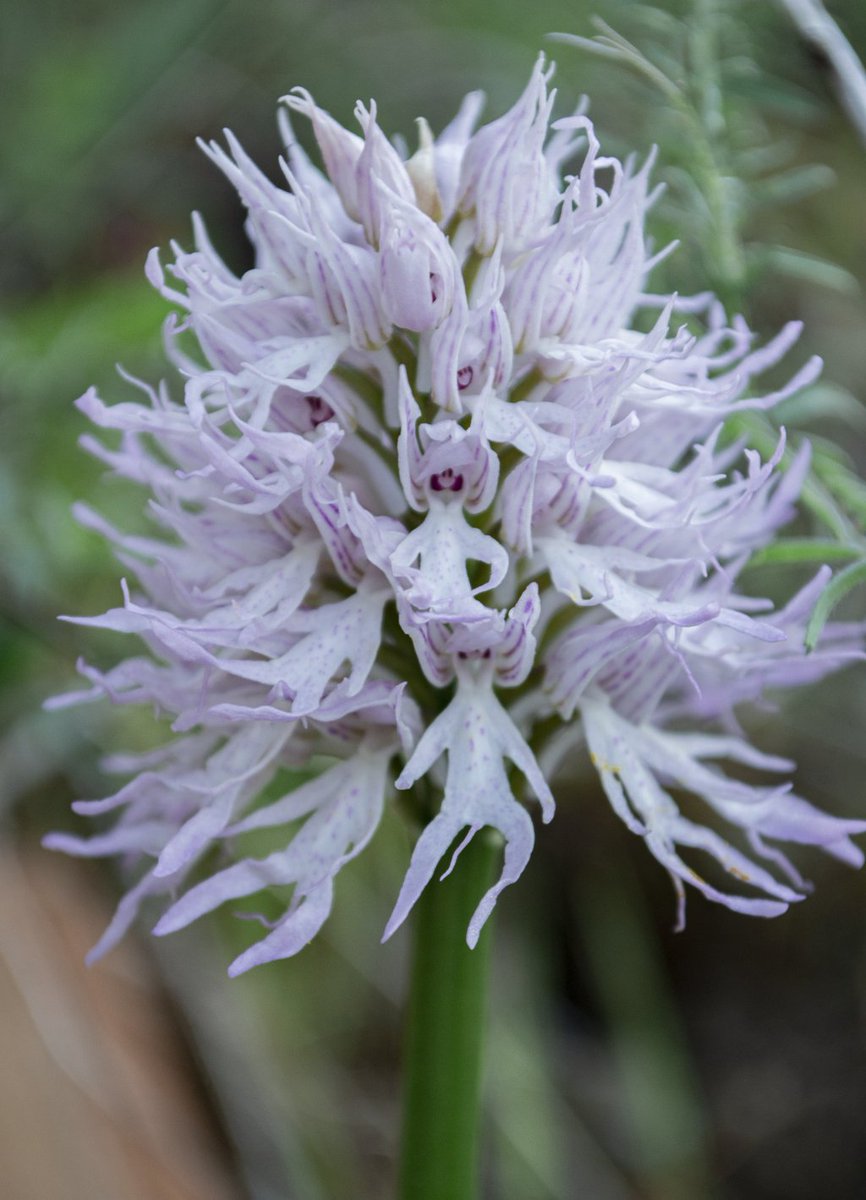BrunellaE's tweet photo. Orchis italica: l’orchidea uomo nudo https://t.co/yjjg7MdcEU https://t.co/f5DVIWd2zW