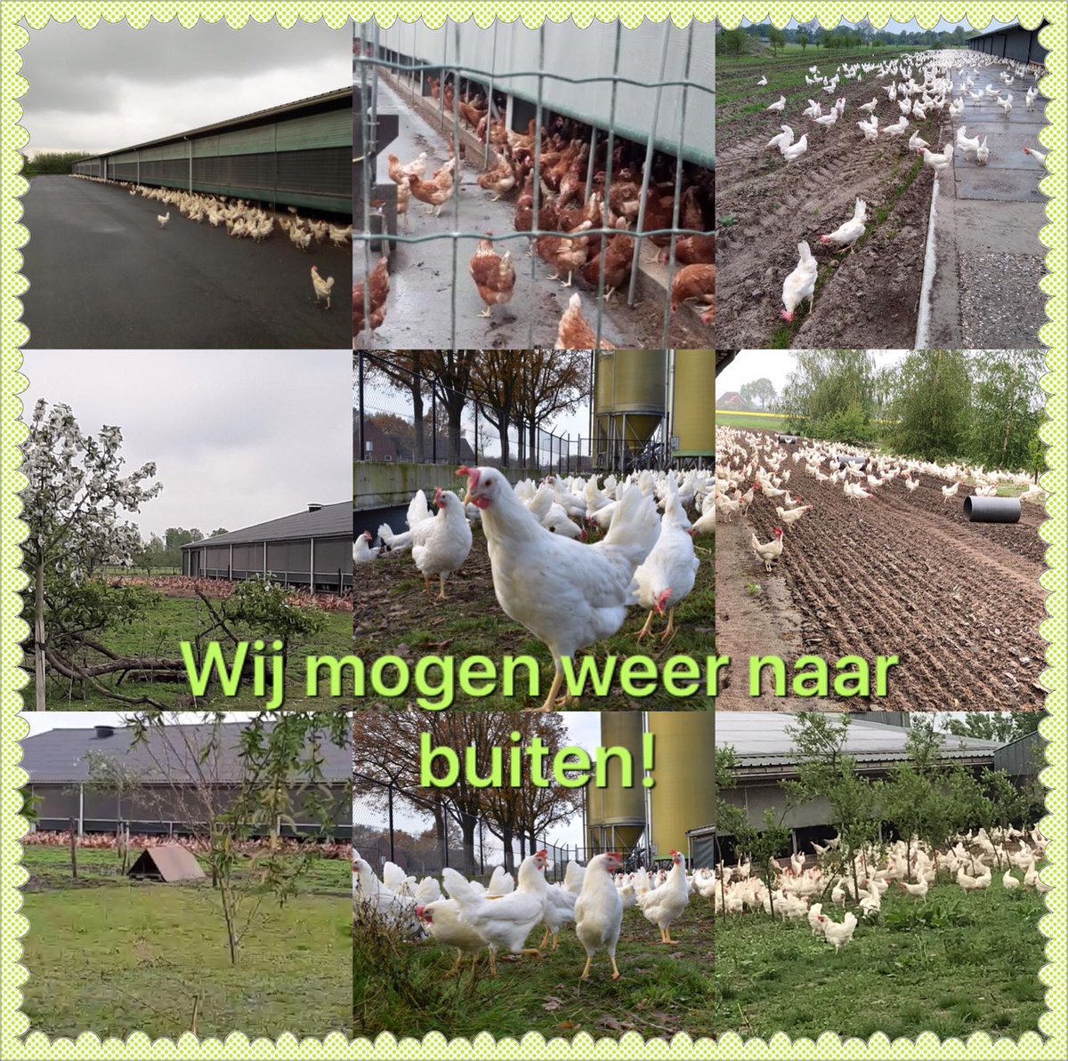 mmmEggies's tweet photo. Ook bij veel mmmeggies zijn de kippen weer buitenππ #kippendans #zijaanzijsamensterkvoorhetnederlandseei πͺ https://t.co/tIQ4ia8uPi