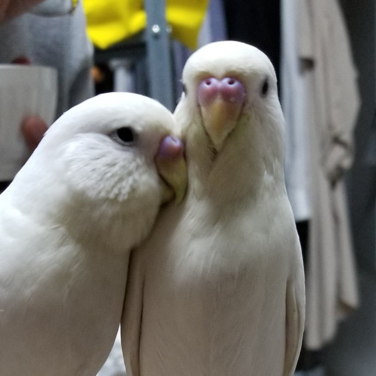 mukugefuyou's tweet photo. 【拡散希望】#迷いインコ　2020年4月29日19時ころ東京都江東区門前仲町で白いセキセイインコを逃してしまいました。保護された方、目撃情報など、DMお待���しております。また、拡散ご協力お願い致します！#門前仲町  #迷子インコ #迷い鳥 #インコ保護 https://t.co/Qm18B4KwmQ
