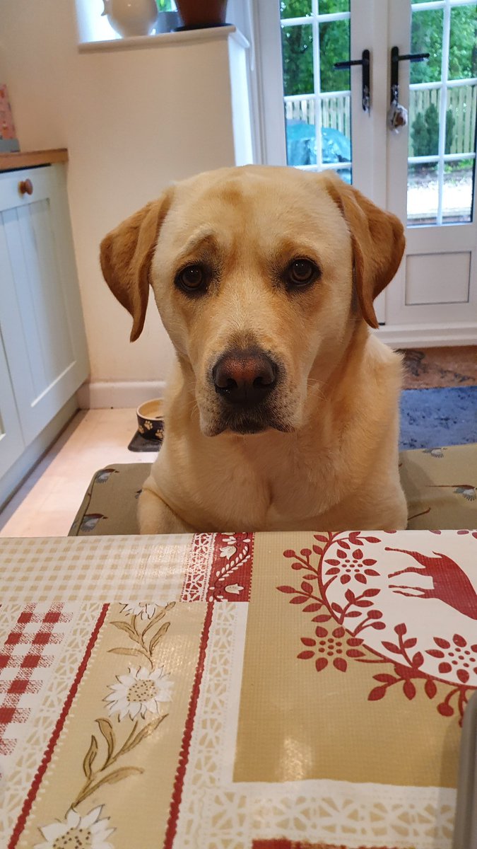 joules_the_lab's tweet photo. Gimme dat bacon big man, we can do this the easy way or the hard way! #labrador #Bacon https://t.co/5Bj7REjkvq