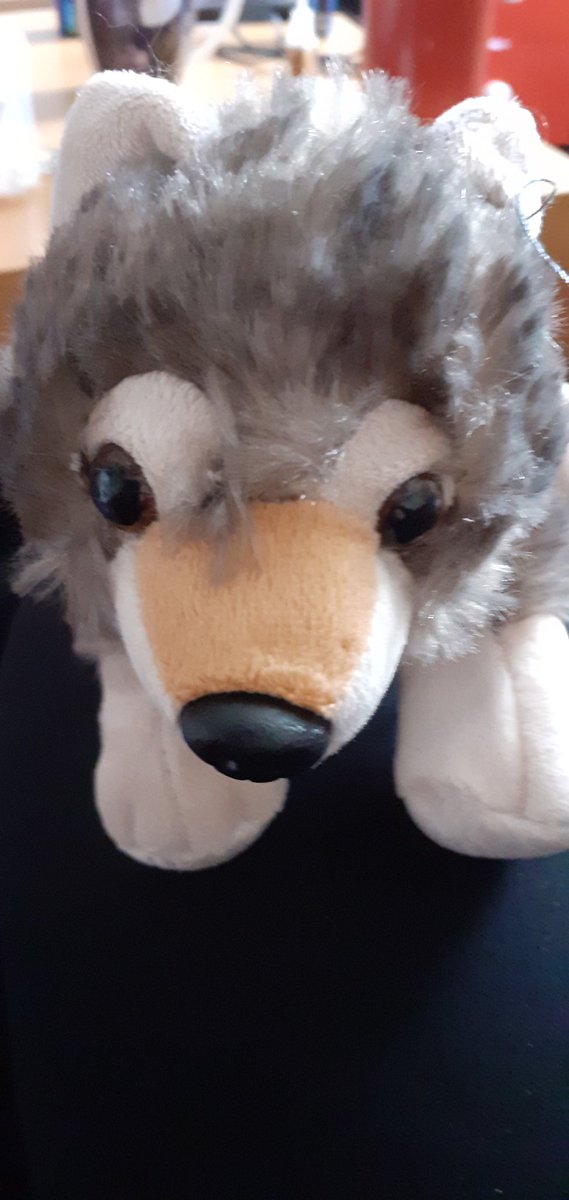 april1st1334's tweet image. My new wolf Sebastianne from Wild Republic. #wolfplushie #wolftoy #wildrepublic #wildrepublicwolf
