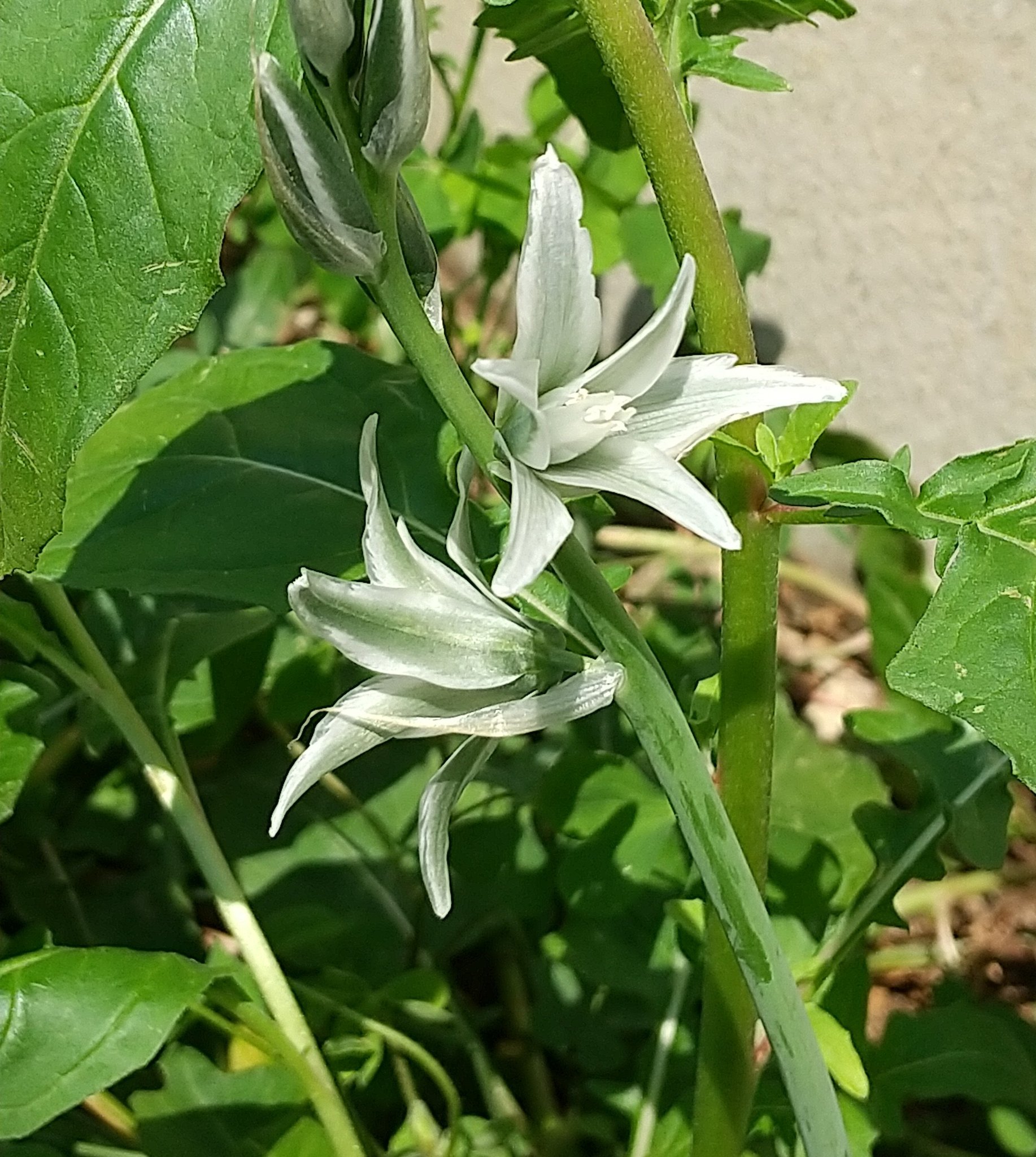 翠花 もはや何が植わっているのか判らない カオスな我が家の庭 今日発見したのは オーニソガラム ヌタンス あと 何やら紫の蕾も 明日あたり 咲くかな