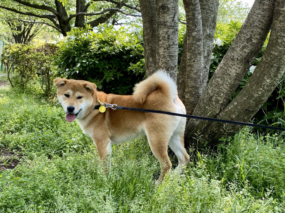細川亜佐妃 Pa Twitter 耳垂れ柴犬 初めて 耳垂れの柴ちゃんを見ました 7ヶ月になっても 耳が立ちません 個性で可愛いけど 柴犬でも大きい方なので 最近は 柴犬ですよね と言われることが多いです 正真正銘の柴犬です サッカーがないから 撮影 細川亜佐妃 Pa Twitter 耳垂れ柴犬 初めて 耳垂れの柴ちゃんを見ました 7ヶ月になっても 耳が立ちません 個性で可愛いけど 柴犬でも大きい方なので 最近は 柴犬ですよね と言われることが多いです 正真正銘の柴犬です サッカーがないから 撮影