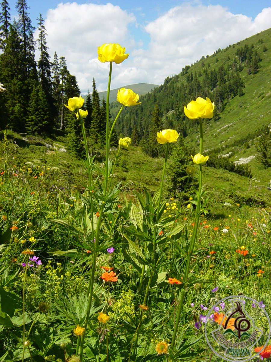 bio2care's tweet photo. Trollius europaeus (Globe flower) - beautiful #flower and #protected by the #Bulgarian #biodiversity #law #species in #Rila National #park, #Bulgaria. https://t.co/H0heIdk2fy